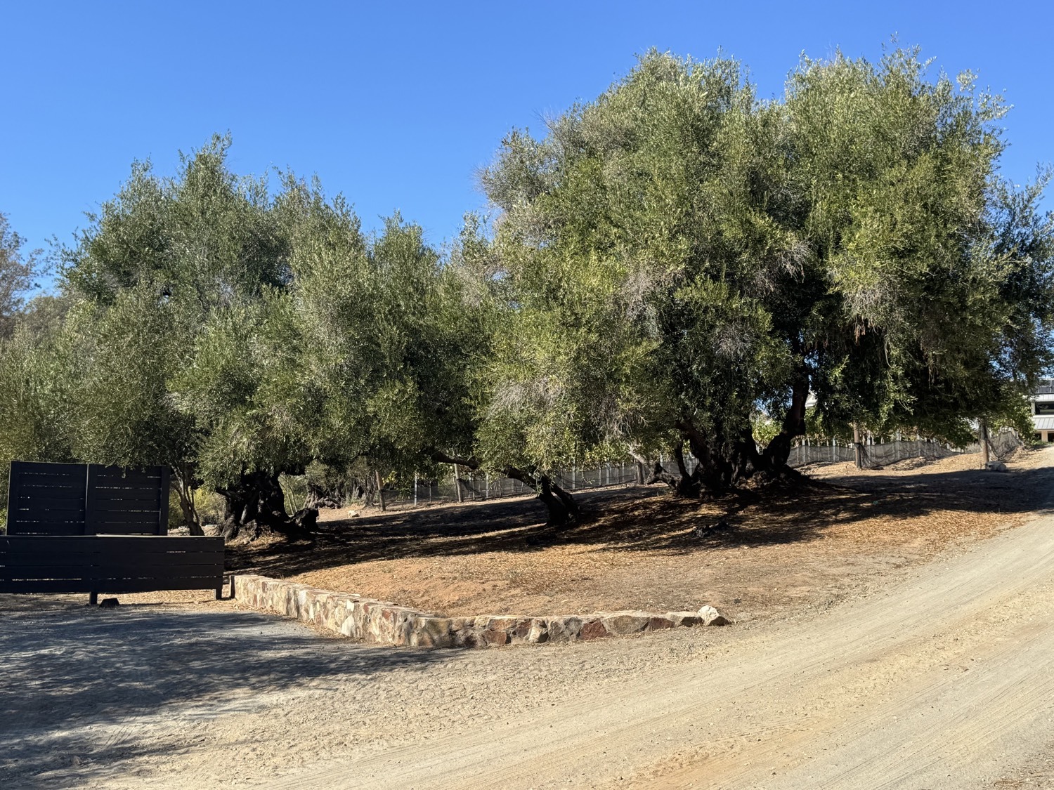 The stand of olive trees John Minter planted, along the drive on the knoll