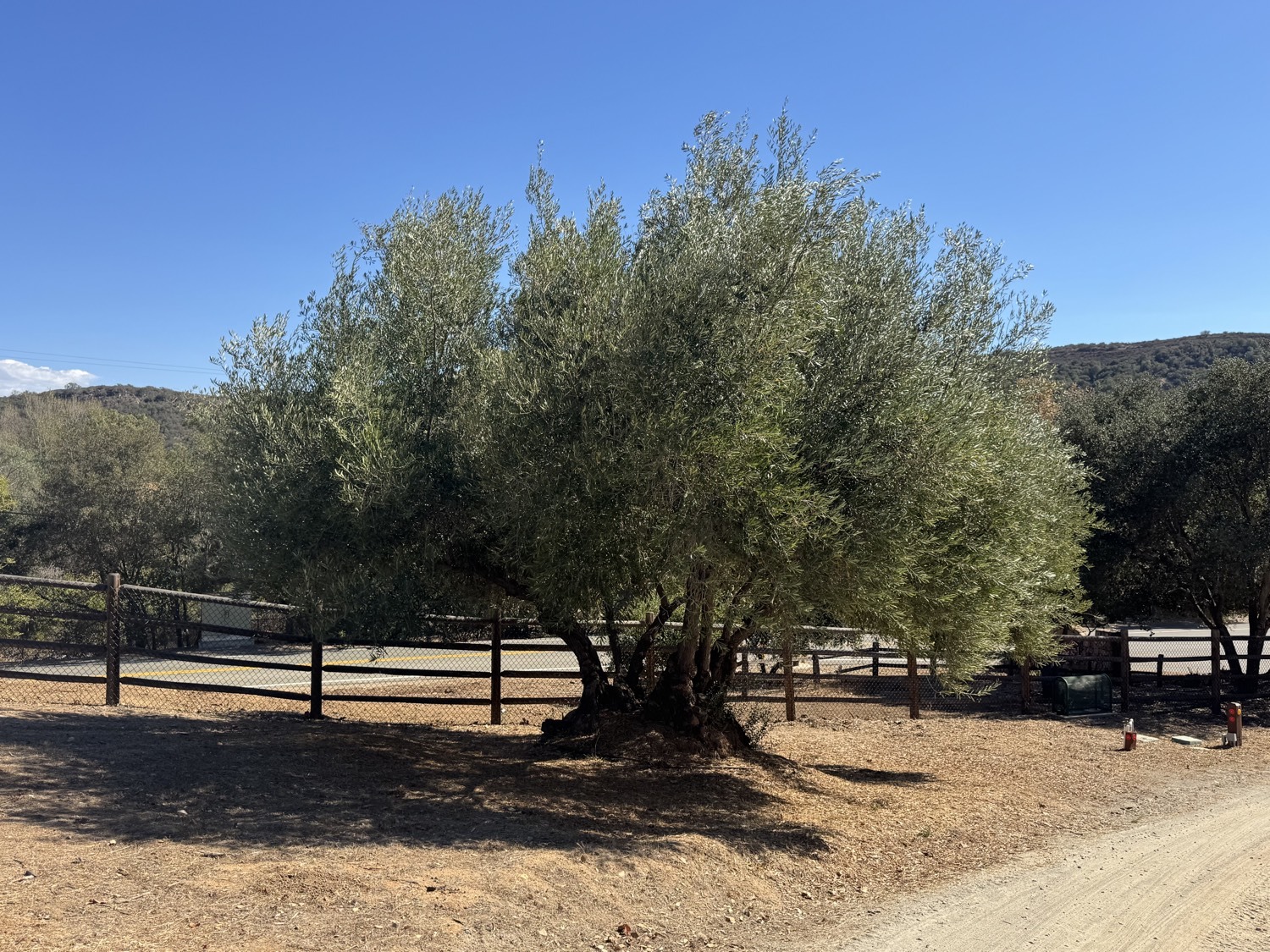 A surviving olive John Minter planted, beside the road on the knoll