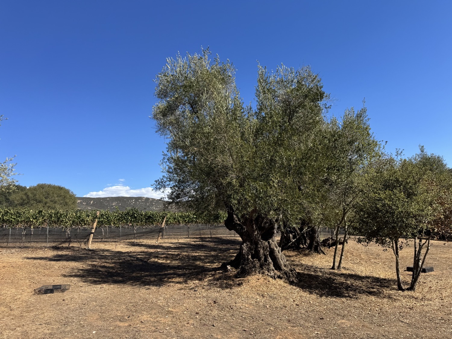 An ancient olive John Minter planted, gnarled trunk, vineyard rows behind it