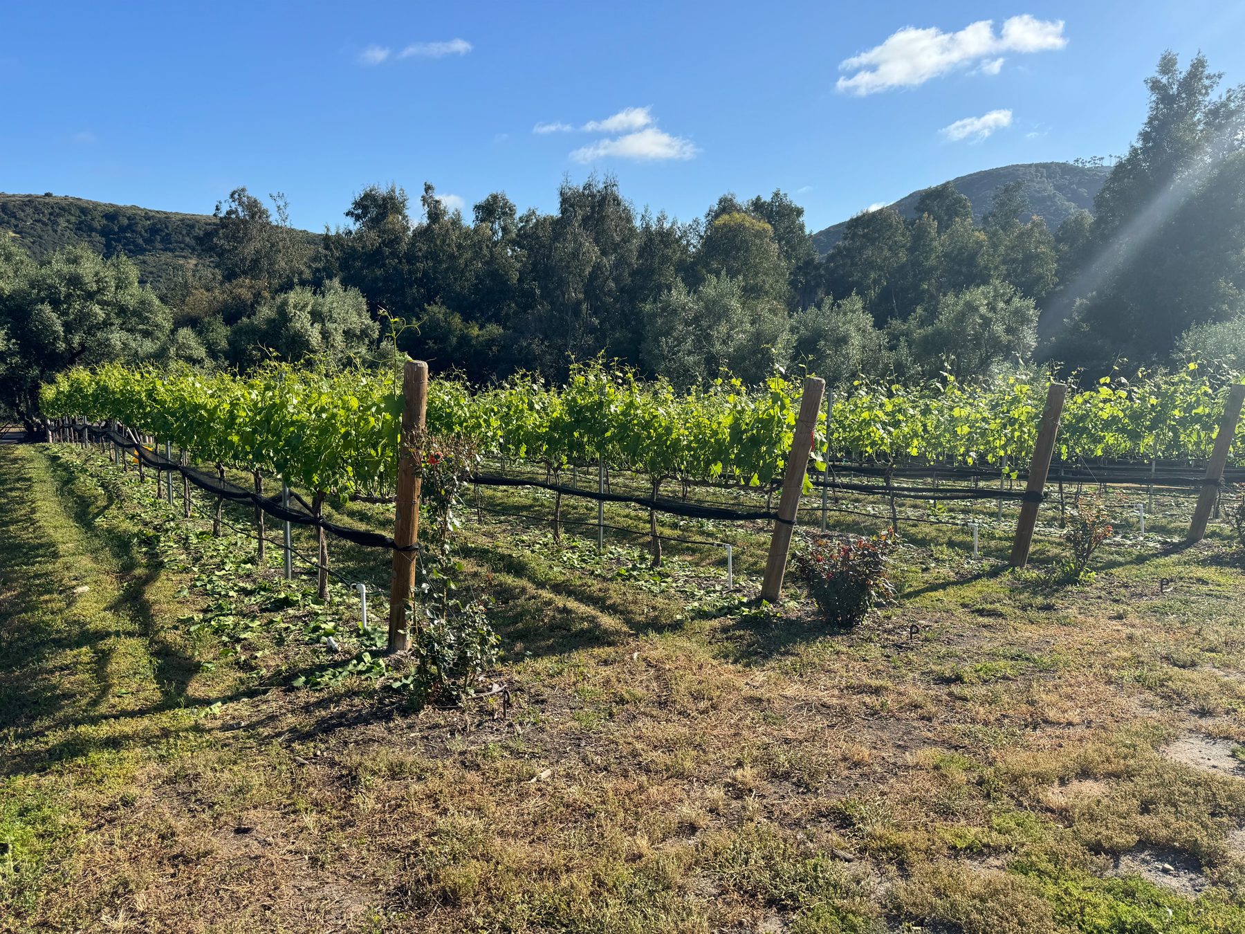Vine rows on the Aliso Ranch hillside, netting on the wires, oaks and the hill behind